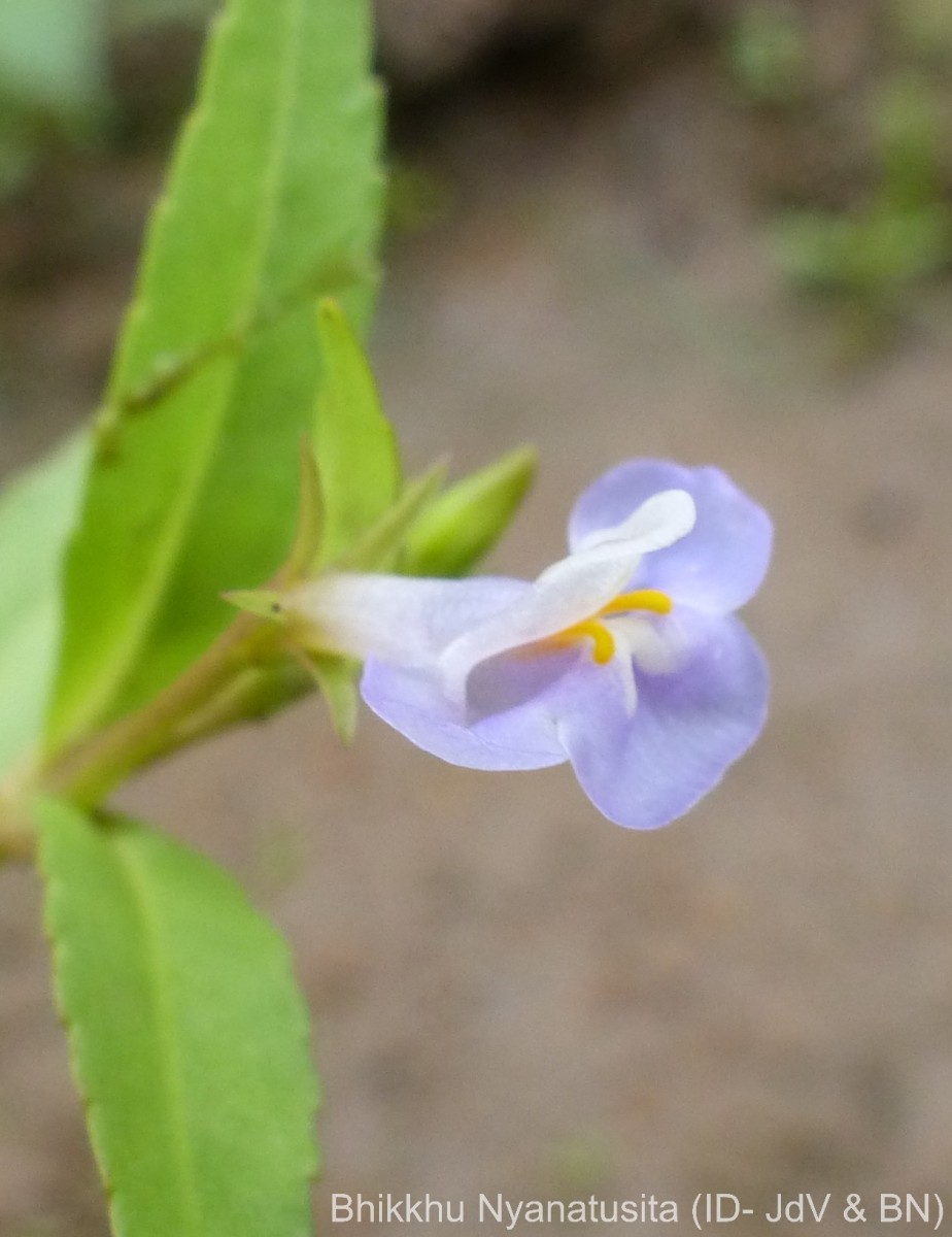 Bonnaya antipoda (L.) Druce